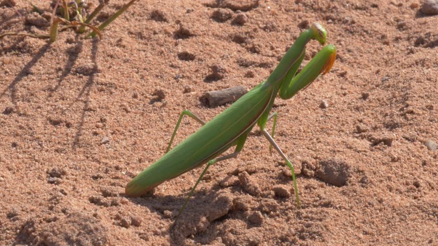 Close-up of a green praying mantis in sandy heathland habitat at Mehlinger Heide in Germany