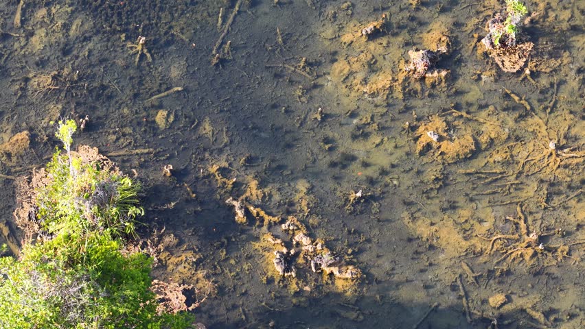 High angle aerial view showing the shallow, clear water and submerged roots of a river