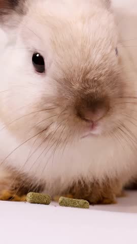 A cream dwarf rabbit eats food pellets from a hand against a white background
