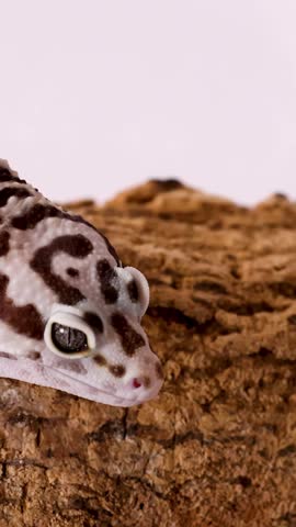 A close-up shot captures a spotted leopard gecko moving slowly across a textured brown log