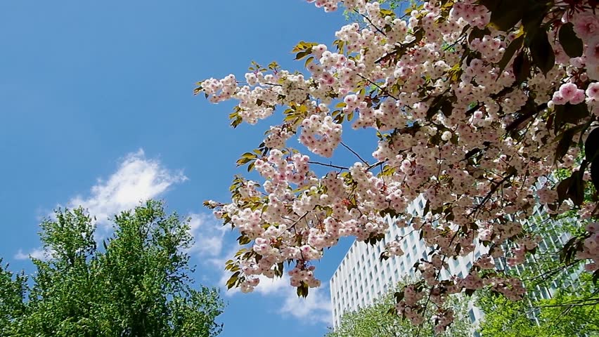 Prunus serrulata (Japanese Cherry) in a soft breeze