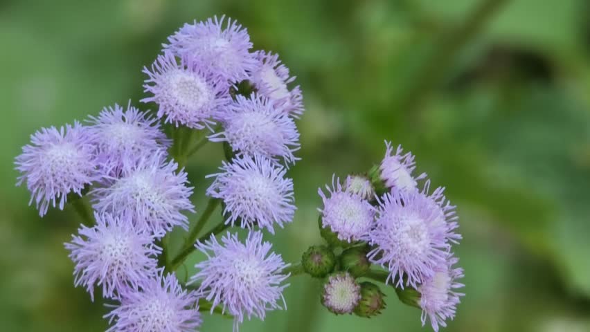 Purple flowers in the garden