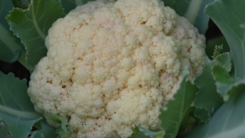 White cauliflower in the garden.