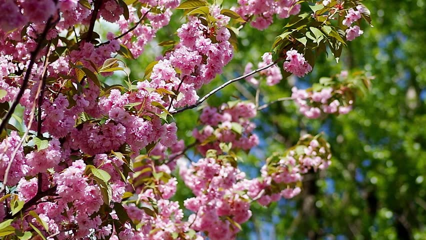 Prunus serrulata (Japanese Cherry) in a soft breeze