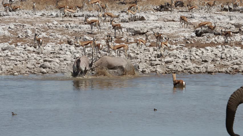 Oryx fighting in Etosha National Park, Namibia