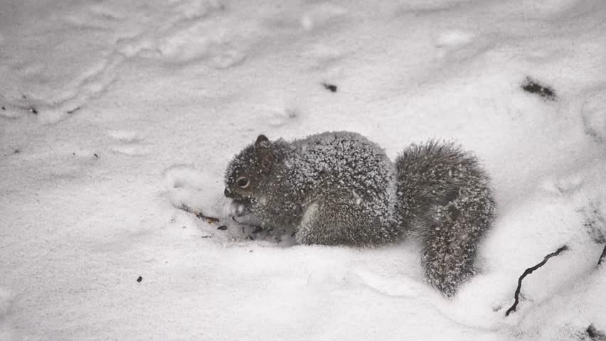 Cute gray squirrel digging and eating nuts in the cold winter snow during a snowfall