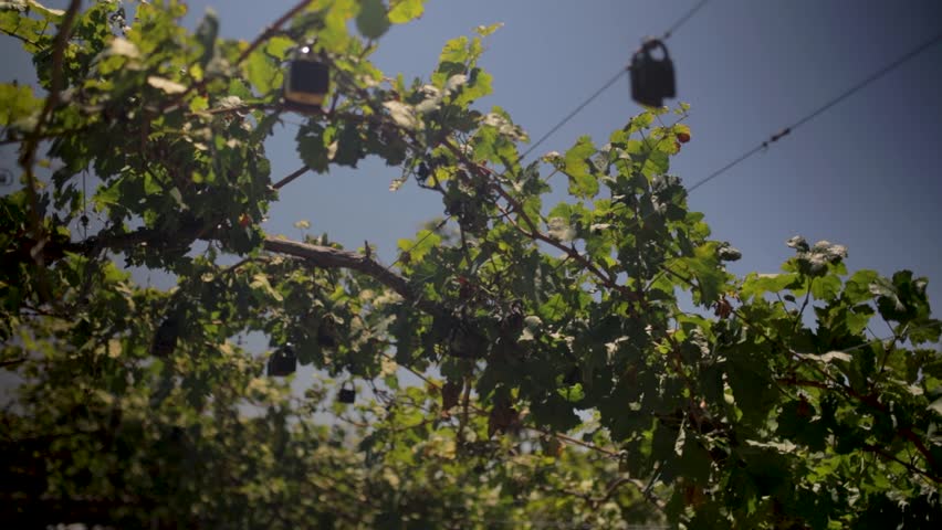 A view looking up at the branches and green leaves of a grape vine growing on a trellis, afternoon warm sun and blue sky background