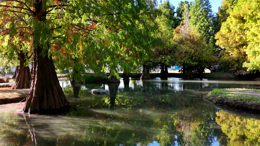 A tranquil scene featuring Bald Cypress trees (Taxodium distichum) reflected in a calm pond, showcasing natural beauty.