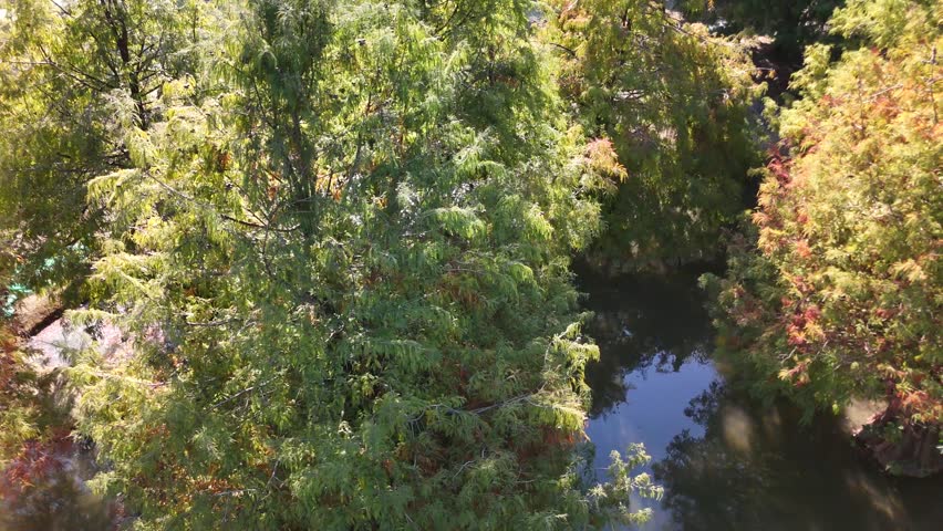 Aerial footage of a narrow river surrounded by Bald Cypress trees (Taxodium distichum) in autumn. Their foliage ranges from green to bright orange.