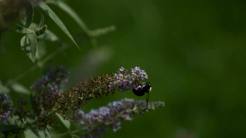 A large black bumblebee pollinating a purple butterfly bush flower and then flying away in slow motion against a blurred green garden background on summer