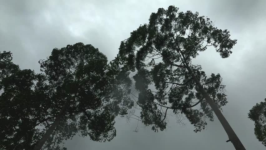 Misty Forest Trees in Rainy Weather