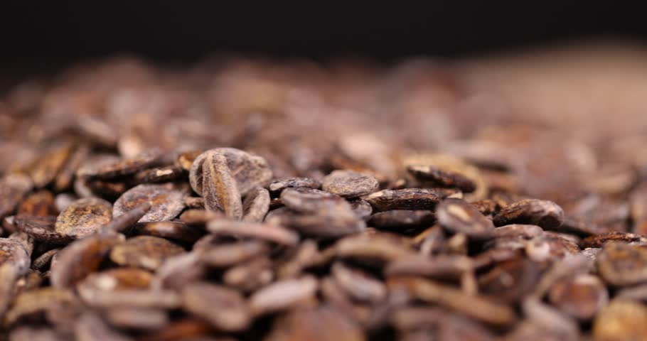 dried watermelon seeds during storage to prepare and plant seedlings before the next season, dry brown hard watermelon seeds for a new crop of food