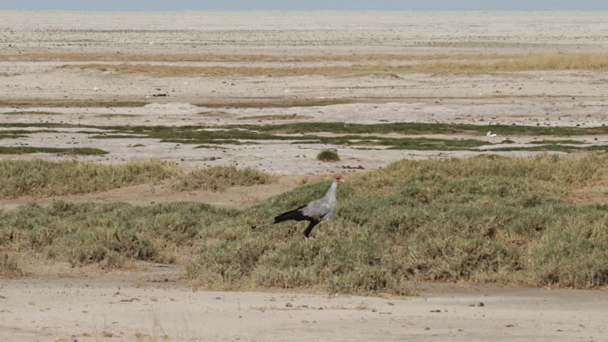 Secretary bird in flight in Etosha National Park, Namibia
