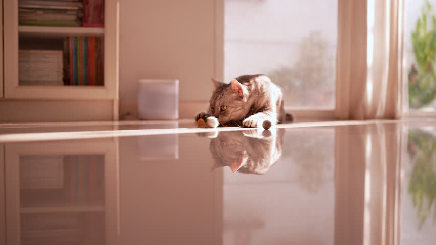 Fat grey tabby cat biting and shaking a yellow toy mouse, rolling over playfully in sunlit white room by glass door