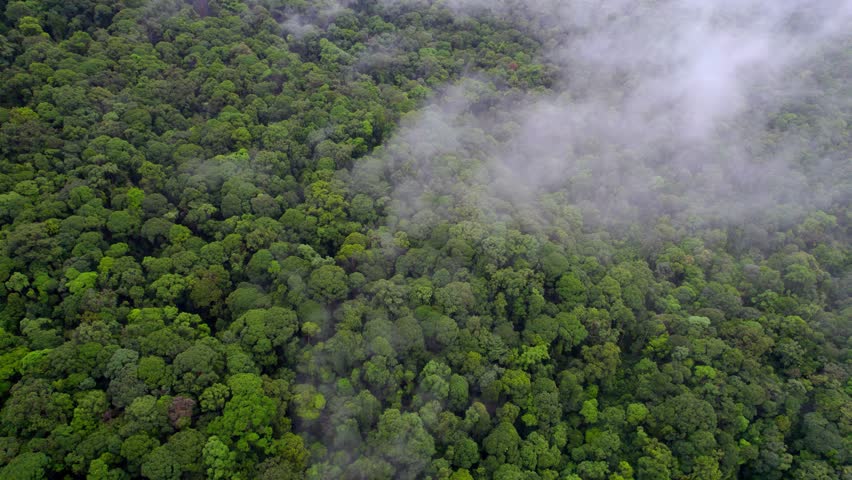 Aerial drone footage flying above dense green tropical forest blanketed by morning fog in Sarawak, Malaysia, on the island of Borneo.