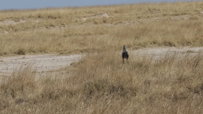 Secretary bird in flight in Etosha National Park, Namibia