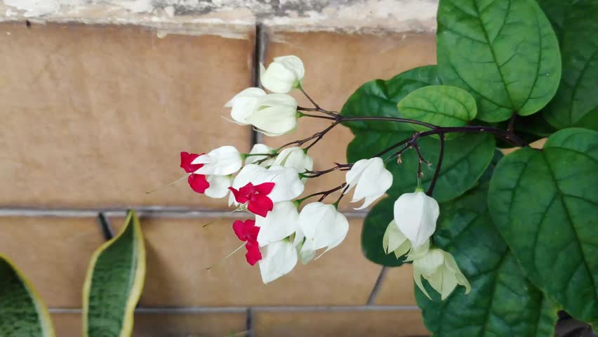 Close up view of Clerodendrum thomsoniae, the bleeding heart vine plant with striking white and red flowers. 