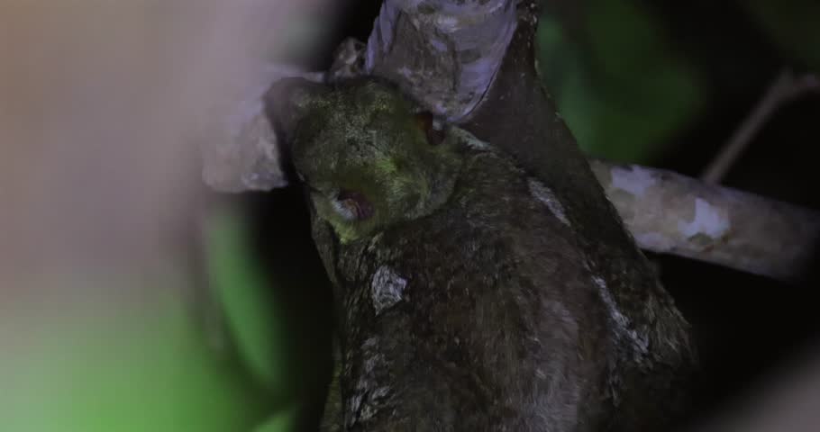 Sunda flying lemur clinging to tree branch in tropical rainforest. Wildlife conservation and biodiversity education.
