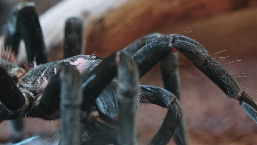 Extreme macro closeup of a large black tarantula