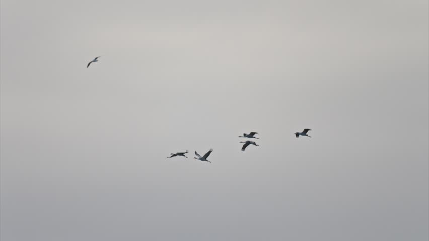 Migrating cranes in flight over blue sky recorded in slow motion showing natural animal movement and group formation