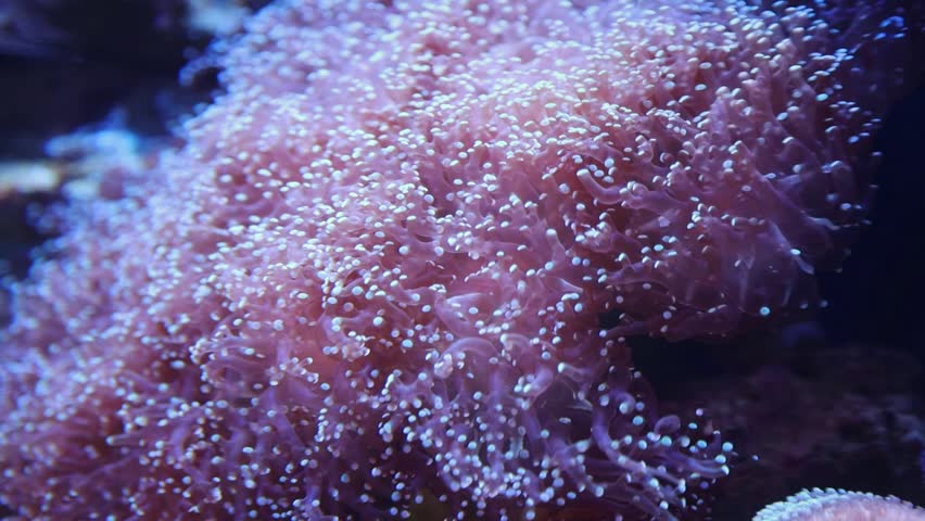 Beautiful soft coral polyps swaying in the current of a marine tank providing a natural background for underwater life