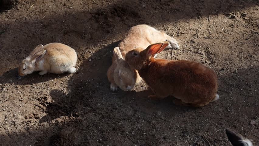 Adorable domestic brown bunnies resting together in the sun at an outdoor enclosure while one rabbit cleans another