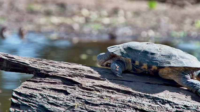 A wild terrapin stretches its neck towards the sun while basking on a large log.