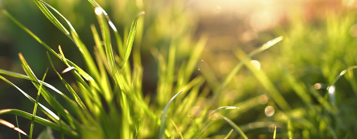 Spring grass swaying in soft golden sunlight, panning right