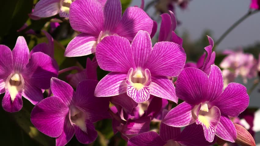 Purple orchids in the garden.	