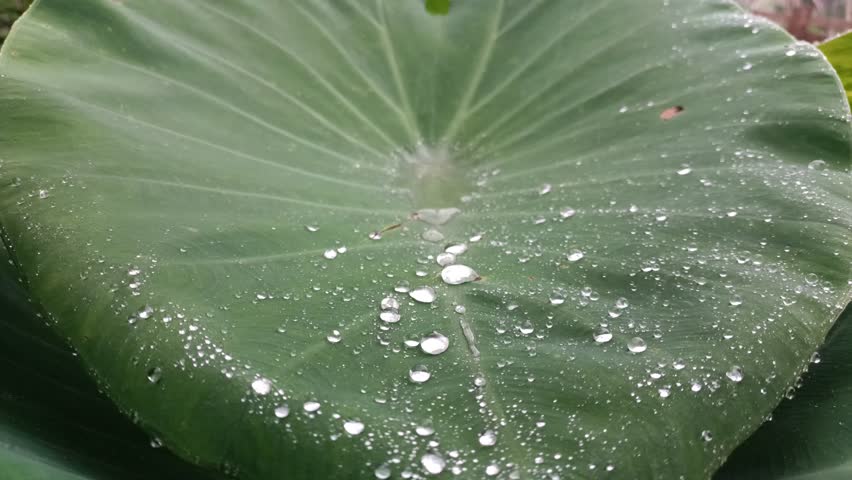 Close up of water droplets on a large green taro leaf after rain