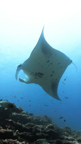 A majestic manta ray glides gracefully over a vibrant coral reef, surrounded by a school of small fish. The underwater scene captures the serene beauty of marine life.