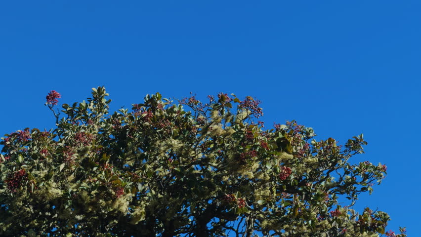 Santalum haleakalae var. haleakalae, 