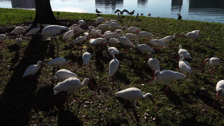 A group of birds takes the opportunity to feed on the grassy surface. In the background, the lake stretches quietly, its water reflecting soft glimmers of light across the calm surface.
