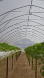 Vertical no people shot of strawberry plants growing in neat rows inside modern greenhouse with hydroponic system and controlled agriculture environment - Powered by Shutterstock - Get 15% off with code: PIKWIZARD15
