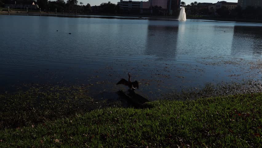 At the water’s edge in the late afternoon, a magnificent bird stands with its wings spread wide. The beautiful lake nearby shimmers softly under the warm evening light.