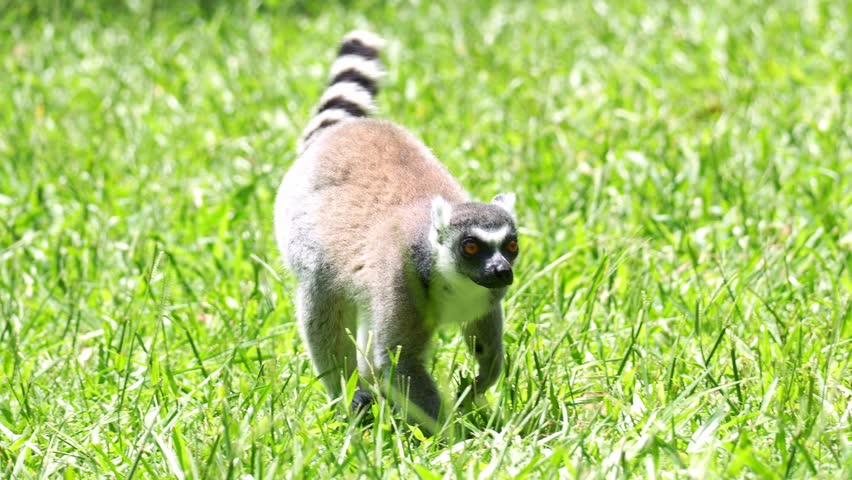 A ring-tailed lemur (Lemur catta) walks on the grassy ground, close up shot.