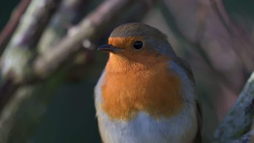 Robin (Erithacus rubecula) in closeup, looking around before flying away, upwards. December, Kent, UK [Half speed]