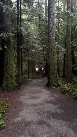 path in the pine forest