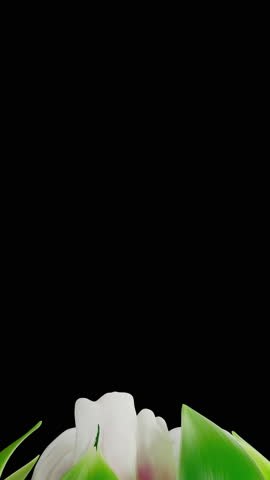 White flower in side profile as petals unfold outward with soft highlights and natural surface grain visible