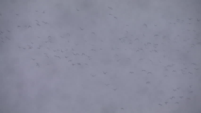 Migrating flock of Eurasian Wigeon flying in grey sky during snow storm