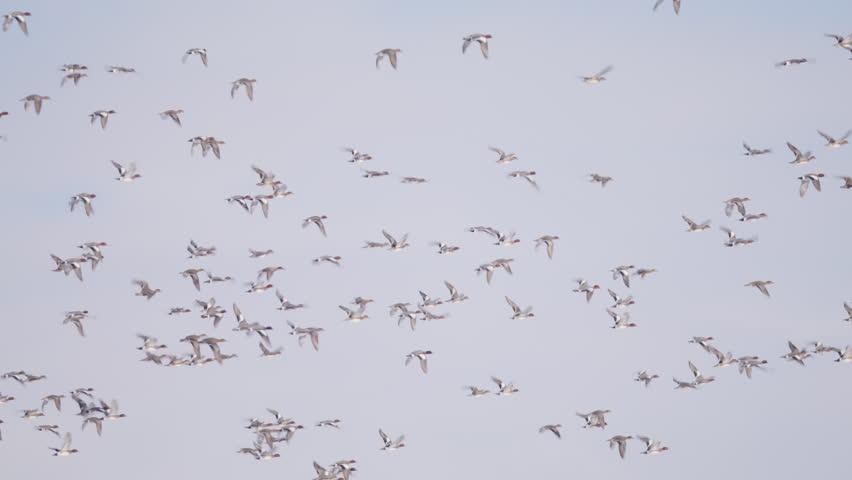 Migrating flock of European Wigeons flying together through grey sky