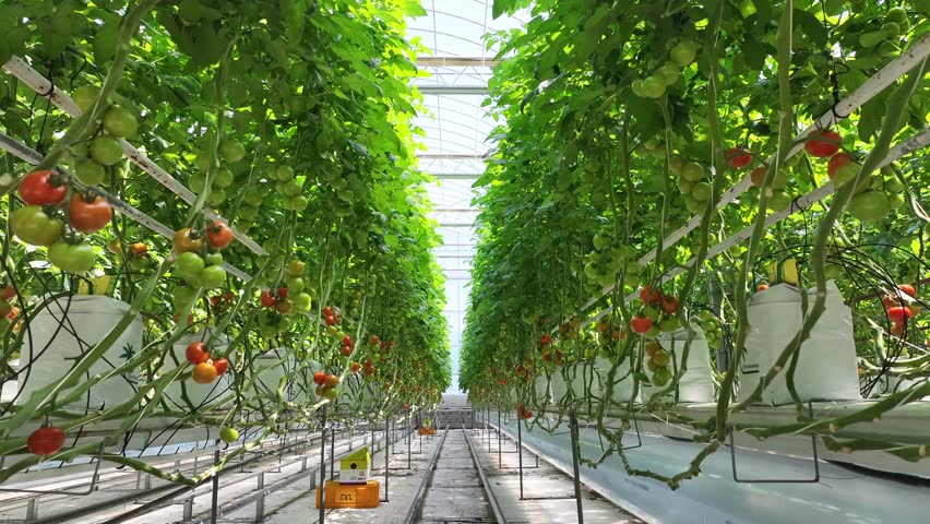A professional and clean-cut shot of a large-scale indoor smart farm specializing in tomatoes. The footage showcases a highly organized, sterile, and technologically advanced cultivation space with ro