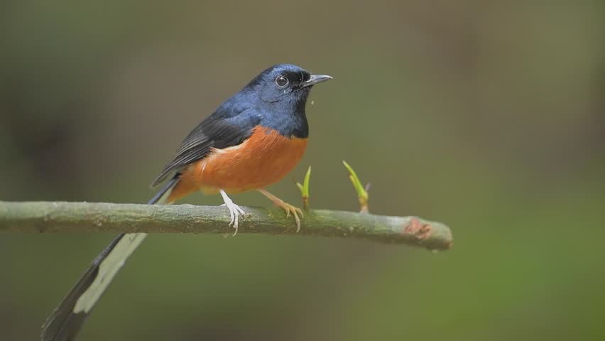 White Rumped Shamabird standing on a branch birdwatching in the forest	