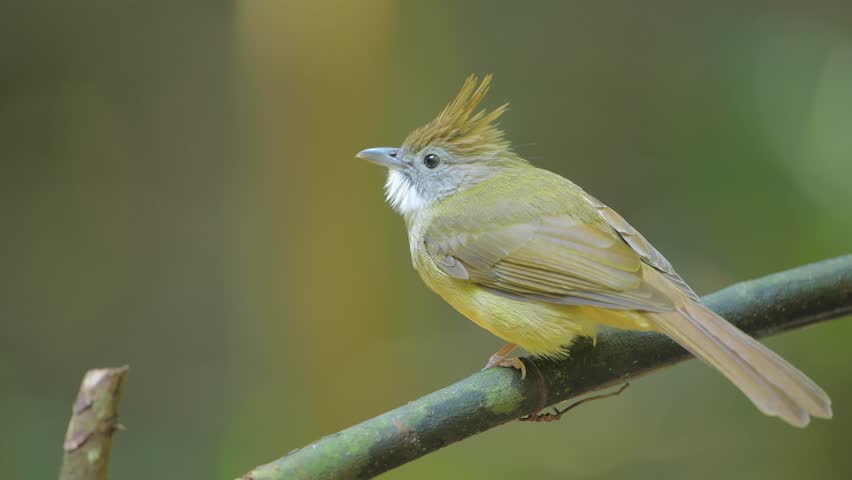 Puff-throated Bulbul on branch Bird watching in natural habitats in the forest.
