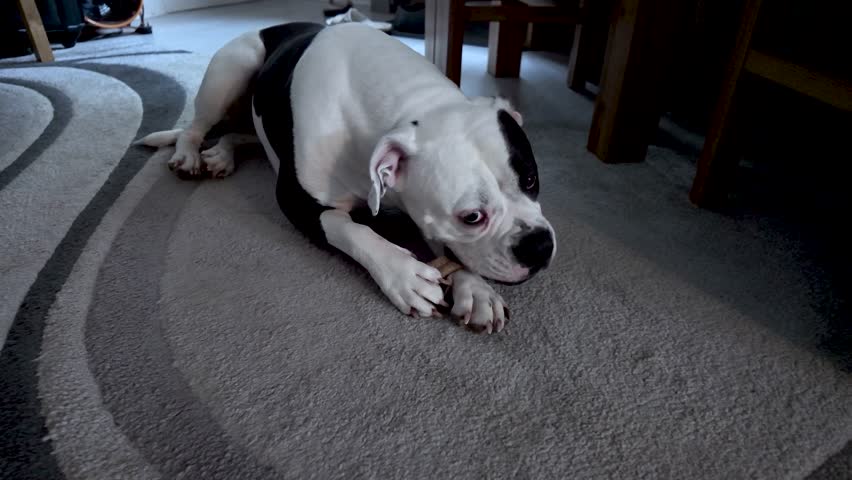 American bulldog puppy enjoying chewing a bone while lying on a carpet indoors