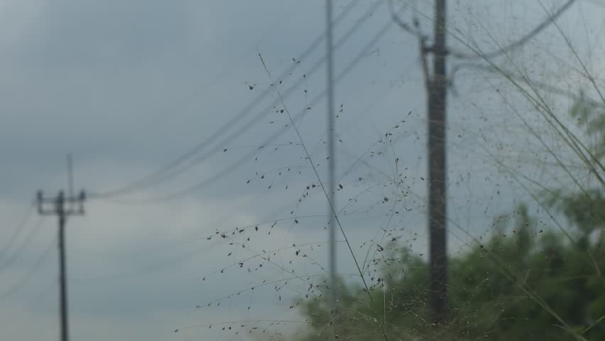 grass and wildflowers with a backdrop of modern buildings