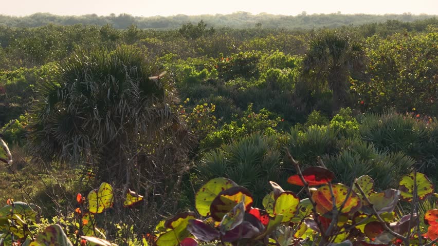 Dense tropical vegetation covers a Florida coastal wetland with palms, shrubs, and sea grape leaves in the foreground. Warm evening light highlights the green landscape and peaceful natural habitat