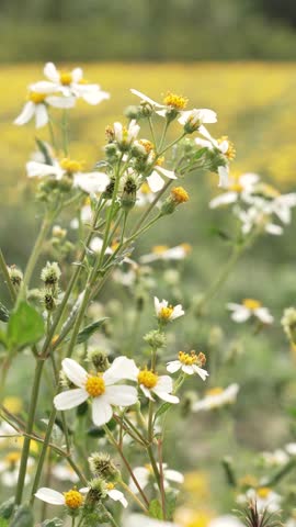 Tranquil Wildflowers in Blooming Meadow
