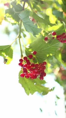Red berries grow on lush green branches under bright sunlight in a serene garden setting