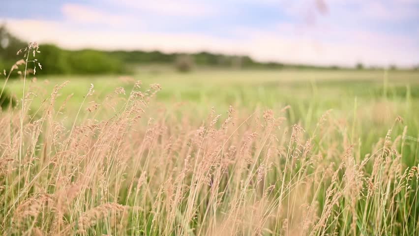 Tall grass moving gently in wind on open field. Grass blades swaying naturally, soft sunlight creating warm tones, shallow depth background, peaceful rural nature scene, summer meadow concept